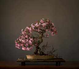 Malus x micromalus, manzano kaido