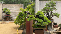 Verano en el Jardín Bonsai Luis Vallejo