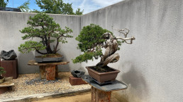 Verano en el Jardín Bonsai Luis Vallejo