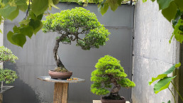 Verano en el Jardín Bonsai Luis Vallejo