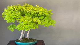 Tokonoma: Acer japonicum aureum, Arce de luna llena Full moon maple, Acer shirasawanum