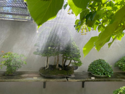 Verano en el Jardín Bonsai Luis Vallejo