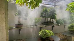 Verano en el Jardín Bonsai Luis Vallejo