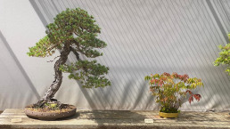 Colores de verano en el jardin bonsai Luis Vallejo