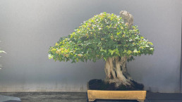 Colores de verano en el jardin bonsai Luis Vallejo