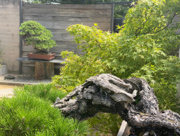 Colores de verano en el jardin bonsai Luis Vallejo