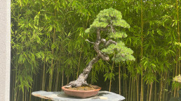 Colores de verano en el jardin bonsai Luis Vallejo
