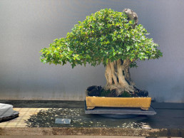 Si no hay sombra tampoco hay luz Hidetoshi Nagasawa. Jardín Bonsai Madrid