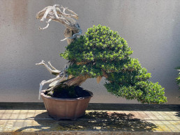 Si no hay sombra tampoco hay luz Hidetoshi Nagasawa. Jardín Bonsai Madrid