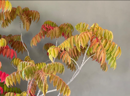 Luz de Otoño. Jardín Bonsai Luis vallejo