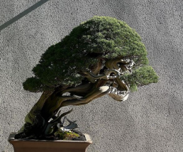 Luz de Otoño. Jardín Bonsai Luis vallejo