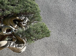 Luz de Otoño. Jardín Bonsai Luis vallejo