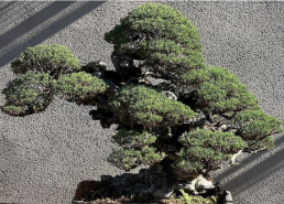 Luz de Otoño. Jardín Bonsai Luis vallejo