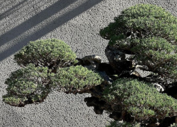 Luz de Otoño. Jardín Bonsai Luis vallejo