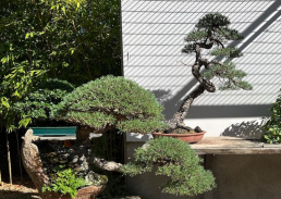 Luz de Otoño. Jardín Bonsai Luis vallejo