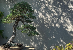 Luz de Otoño. Jardín Bonsai Luis vallejo