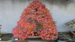 Colores de otoño. Jardín Bonsai Luis Vallejo