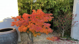 Colores de otoño. Jardín Bonsai Luis Vallejo