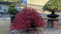 Colores de otoño. Jardín Bonsai Luis Vallejo