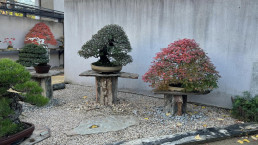Colores de otoño. Jardín Bonsai Luis Vallejo