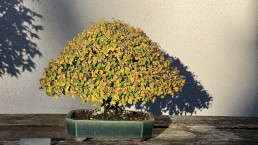 Colores de otoño. Jardín Bonsai Luis Vallejo