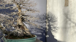 Sombras de invierno. Jardín Bonsai Luis Vallejo