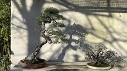 Sombras de invierno. Jardín Bonsai Luis Vallejo