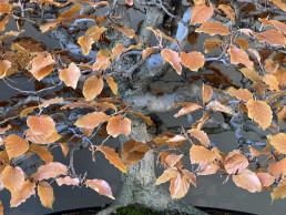 Llega el invierno al jardín. Luis Vallejo