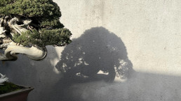 Sombras de invierno. Jardín Bonsai Luis Vallejo
