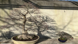 Sombras de invierno. Jardín Bonsai Luis Vallejo