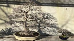 Sombras de invierno. Jardín Bonsai Luis Vallejo