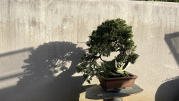 Sombras de invierno. Jardín Bonsai Luis Vallejo