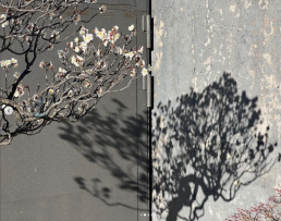 Ume. Albaricoquero de flor