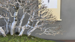 Hayas. Jardin Bonsai Luis Vallejo