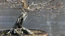 Hayas. Jardin Bonsai Luis Vallejo