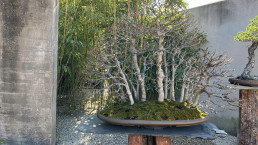 Hayas. Jardin Bonsai Luis Vallejo