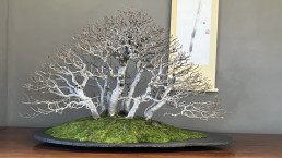 Hayas. Jardin Bonsai Luis Vallejo