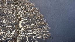 Hayas. Jardin Bonsai Luis Vallejo
