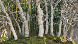 Hayas. Jardin Bonsai Luis Vallejo