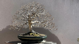 Hayas. Jardin Bonsai Luis Vallejo