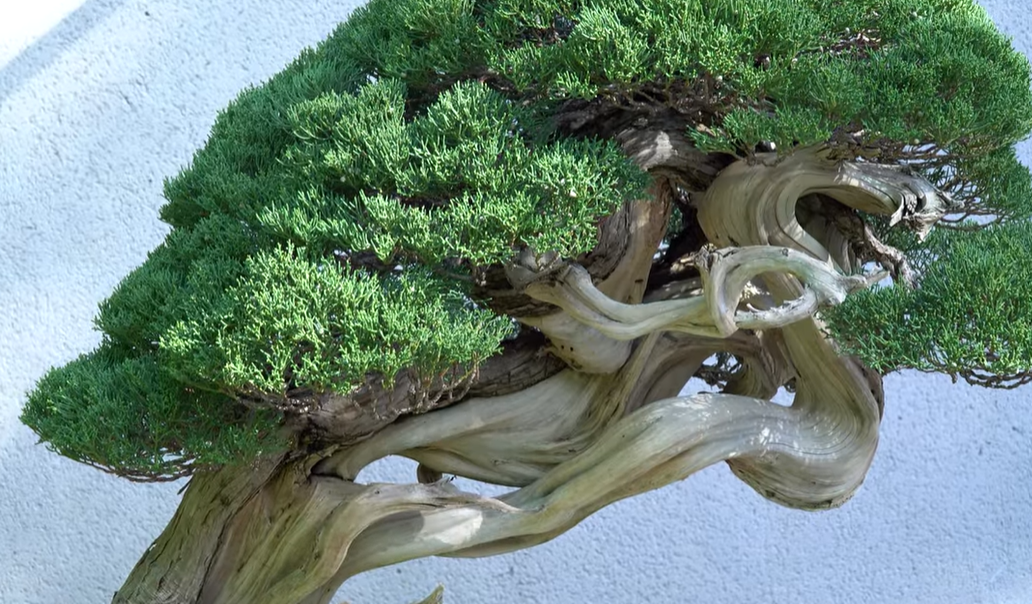 Bonsai Empire. Bonsai Museum Luis Vallejo