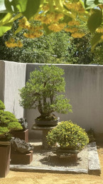 Bajo los tilos, Jardín bonsai Luis Vallejo