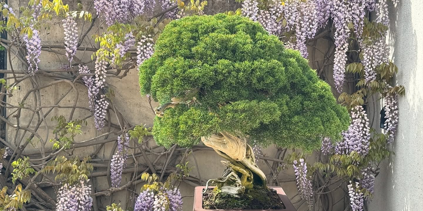Purple wisteria in the bonsai garden