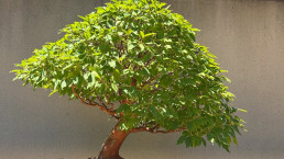 Estevartia. Stewartia monoadelpha. Luis Vallejo Jardín Bonsai
