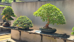 Estevartia. Stewartia monoadelpha. Luis Vallejo Jardín Bonsai
