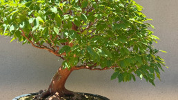 Estevartia. Stewartia monoadelpha. Luis Vallejo Jardín Bonsai