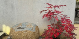 Full autumn. Luis Vallejo Bonsai Garden