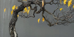 Last days in Autumn. Bonsai Garden