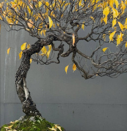Last days in Autumn. Bonsai Garden