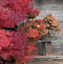 Last days in Autumn. Bonsai Garden